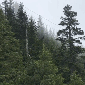 tumblr pl0d2dV8Dl1svm82w 540